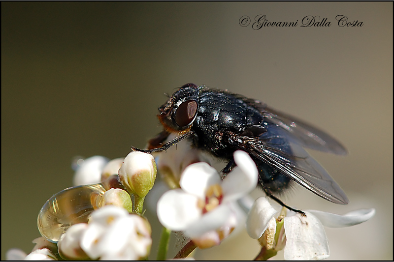 Calliphora vomitoria F (Calliphoridae)